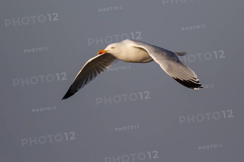 European Herring Gull (Larus argentatus) flying, Netherlands
