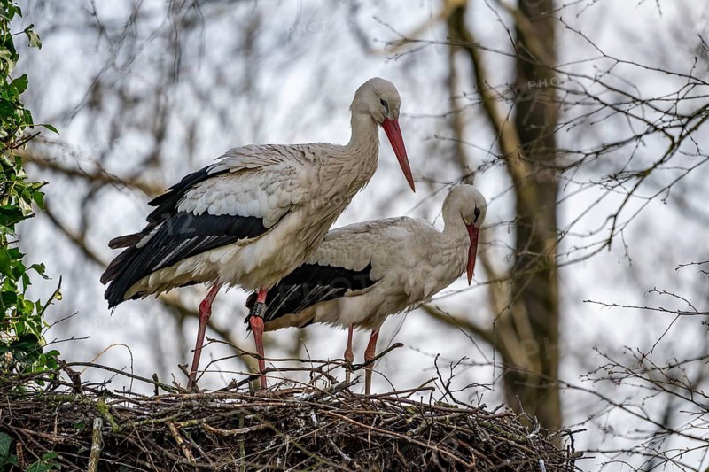 White storks, in the stork care centre Wesermarsch, near Berne, on the river Berne, up to 50 pairs of storks hatched their offspring here, many injured, handicapped storks live here all year round in care, Berne, Lower Saxony, Germany