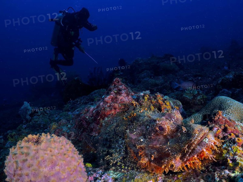 A diver and a scorpionfish, the fringed scorpionfish (Scorpaenopsis oxycephalus), in a colourful, coral-rich underwater world, at the Close Encounters dive site, Permuteran, Bali, Indonesia