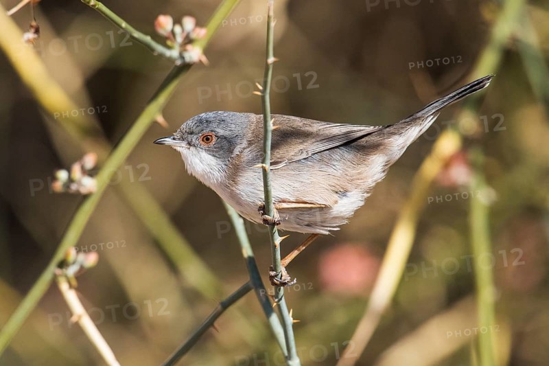 Sardinian Warbler (Sylvia melanocephala) female perched on a branch, Eilat, Israel