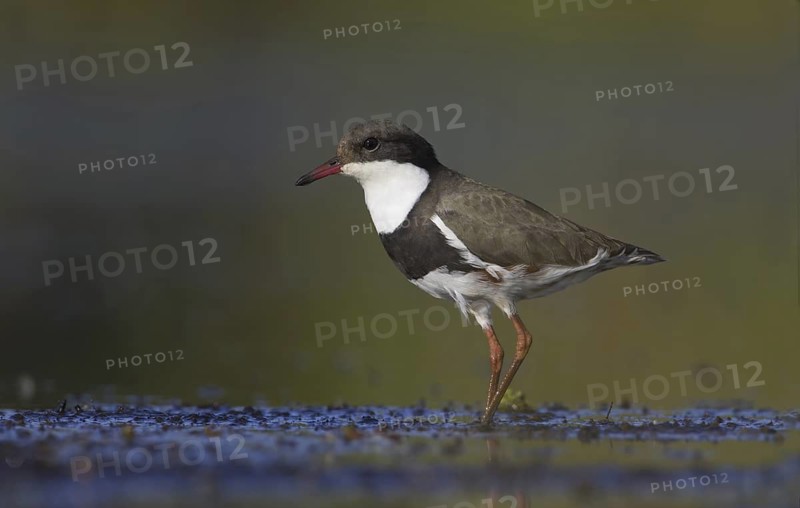 Red-kneed Dotterel (Erythrogonys cinctus), Victoria, Australia
