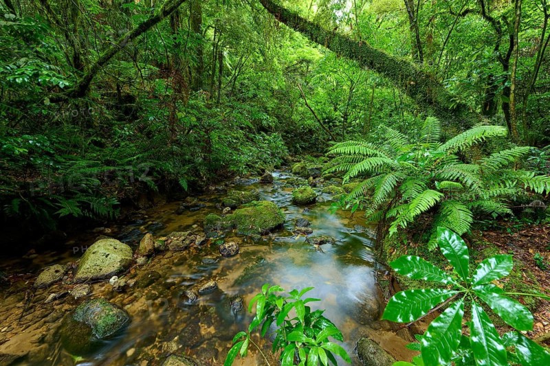 Small stream flows through a green forest with ferns and moss-covered stones, Waterfall track, Mclaren Fall Park, Omanawa, North Island, New Zealand