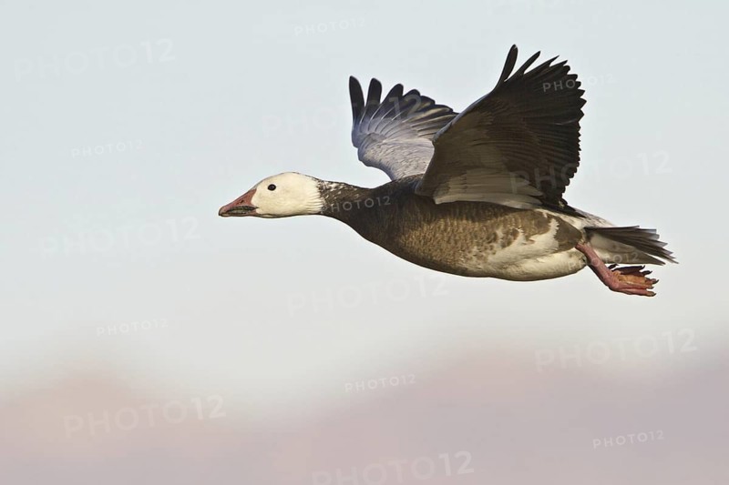 Snow Goose (Anser caerulescens) flying, New Mexico, USA