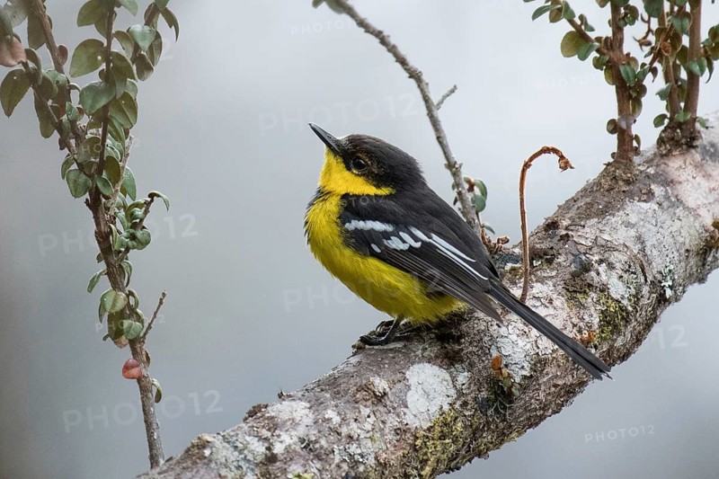 Black-breasted Boatbill (Machaerirhynchus nigripectus) male perched on a branch, West Papua, Indonesia