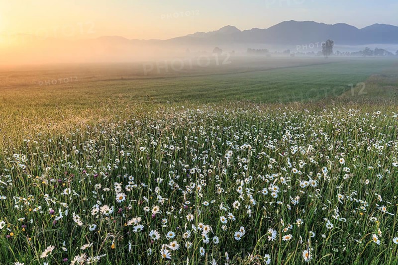 Flower meadow, fog, morning light, mountains, mood, spring, Loisach-Lake Kochel-Moor, Alpine foothills, Bavaria, Germany
