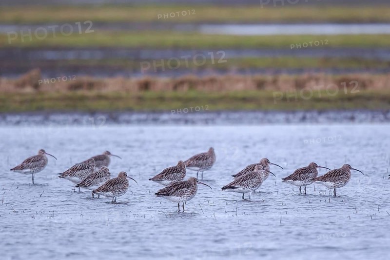 Eurasian Curlew (Numenius arquata) flock resting, Netherlands