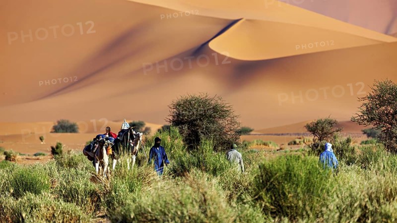 Group of people with camels in sandy, dune-rich desert landscape, Tuareg with his camel caravan in the Sahara in Algeria