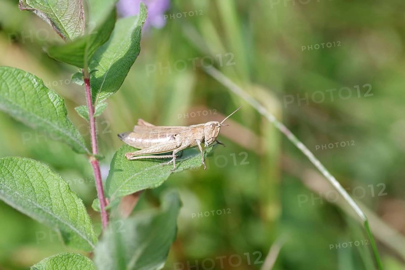 Meadow grasshopper (Chorthippus dorsatus), macro, meadow