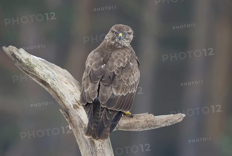 Common Buzzard (Buteo buteo), Saxony, Germany