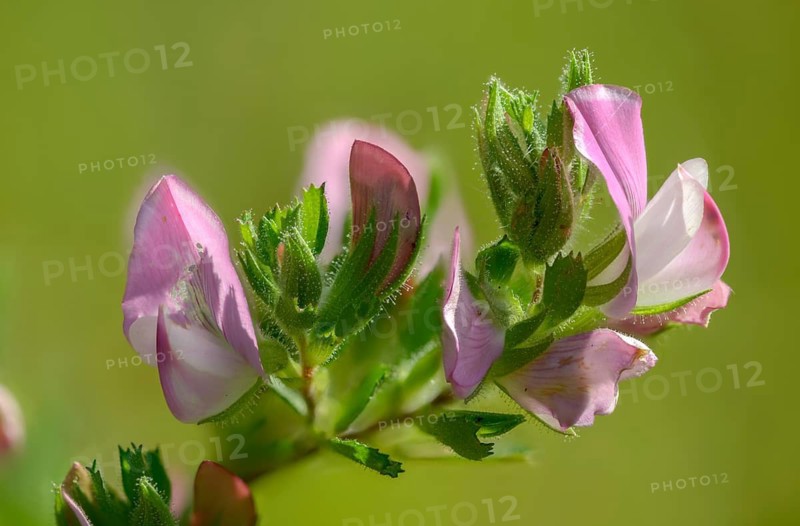 Fabaceae, creeping weeper, Ononis repens, butterflies, common restharrow, flora, weeping, plants, plants