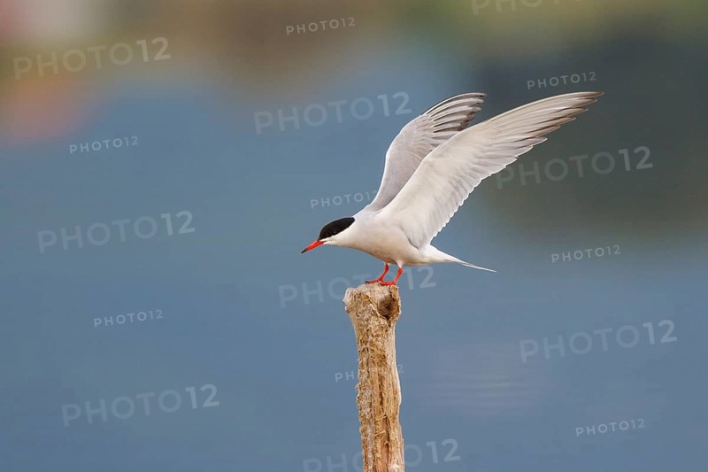 Common Tern (Sterna hirundo), Greece