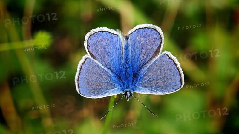 A butterfly, the adonis blue (Lysandra bellargus), male, in close-up with its blue wings spread, displays its magnificent colours in the wild, Rennsteig, Thuringian Slate Mountains nature park Park, Upper Saale