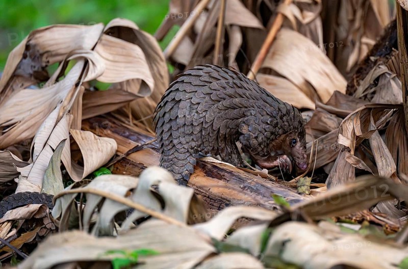 Pangolin between leaves on the ground, White-bellied pangolin (Phataginus tricuspis, Manis tricuspis), Western Region, Pangolin Rescue Centre, Uganda