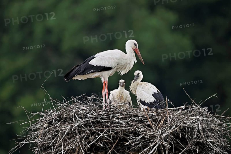 White stork (Ciconia ciconia), adult with two chicks standing on eyrie, Canton Aargau, Switzerland