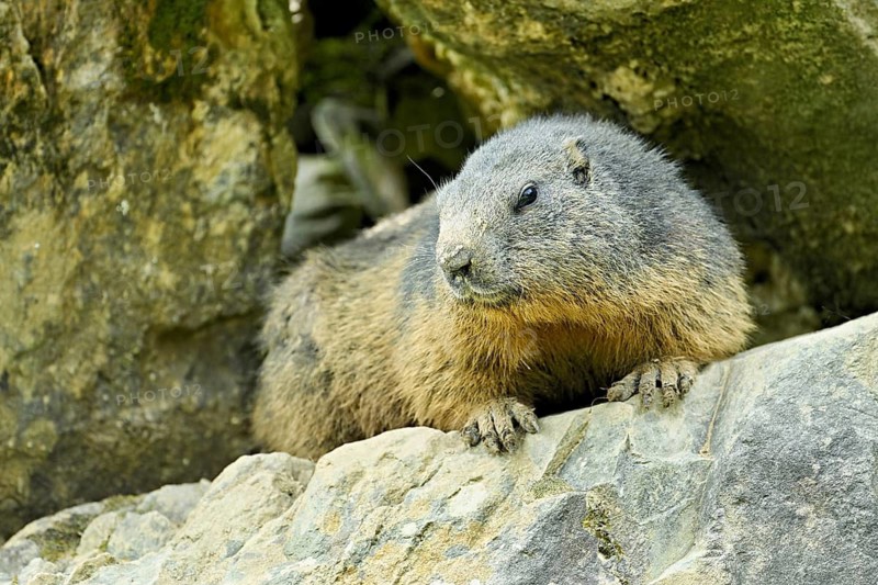 Alpine marmot (Marmota marmota), sitting on rocks, Switzerland