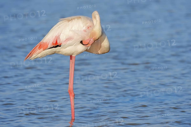 Greater flamingo (Phoenicopterus roseus) grooming its feathers, Camargue, Provence, southern France