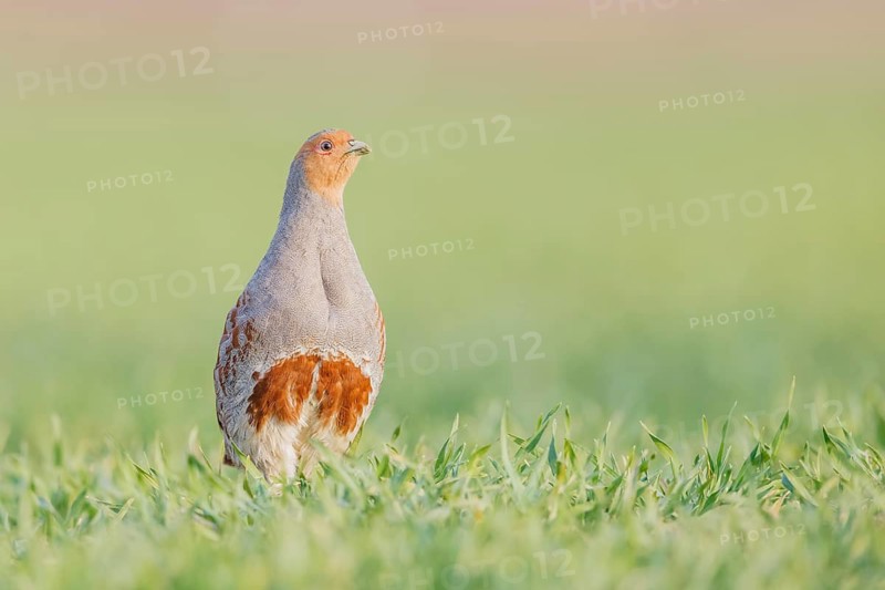 Rebhuhn, Perdix perdix Grey Partridge, Perdix perdix