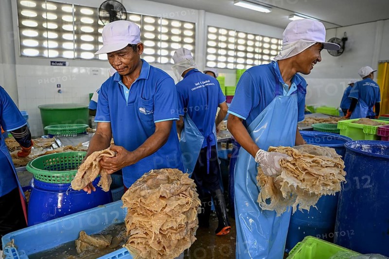 Employees of the company Chockdee Sea Products prepare dried jellyfish for export, Min Buri, near Bangkok, Thailand