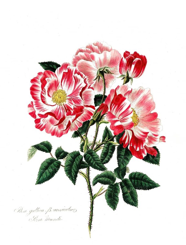 Rosa gallica-versicolor, Rose, Old rose, Rose cultivar, Illustration from 1799, Historical, digitally restored reproduction from a 19th century original, Record date not stated