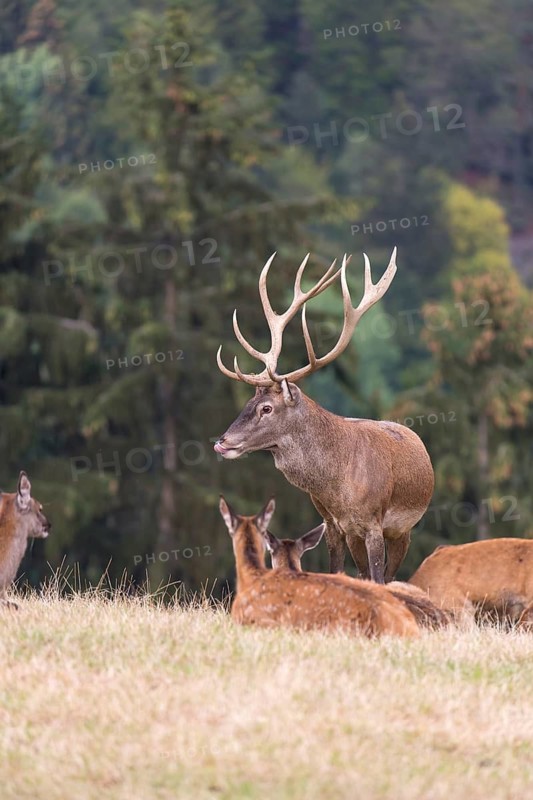 Red Deer buck standing on a meadow in autumn. Accompanied by some females. Trees in background