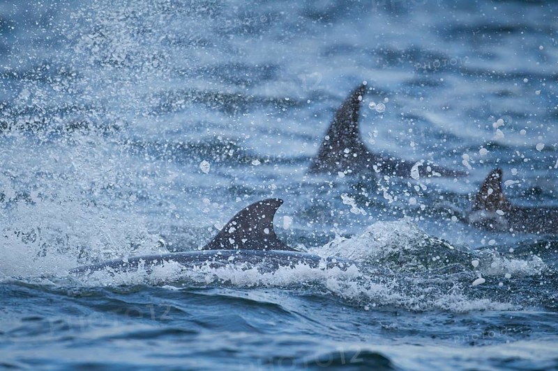 Common bottlenose dolphin (Tursiops truncatus) three adult marine mammals on the surface of the sea, Scotland, United Kingdom