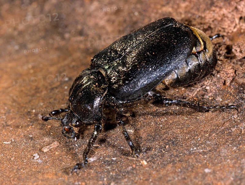 Hermit, Hermit Beetle, Juchten Beetle, Osmoderma Eremita, Beetle, Coleoptera, FFH, Insects, Beetles