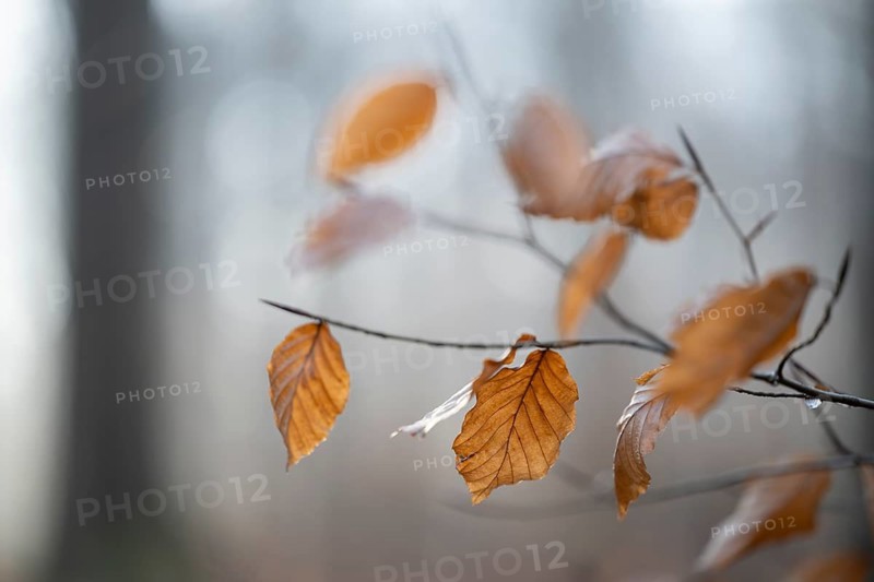 European beech (Fagus sylvatica), discoloured leaves and branches, shallow depth of field, Hainich National Park, Türingen, Germany