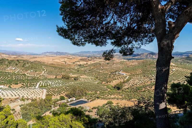 View from the village of Alozaina over the monocultures in the fields with olive trees, Sierra de las Nieves National Park, Malaga, Andalusia, Spain
