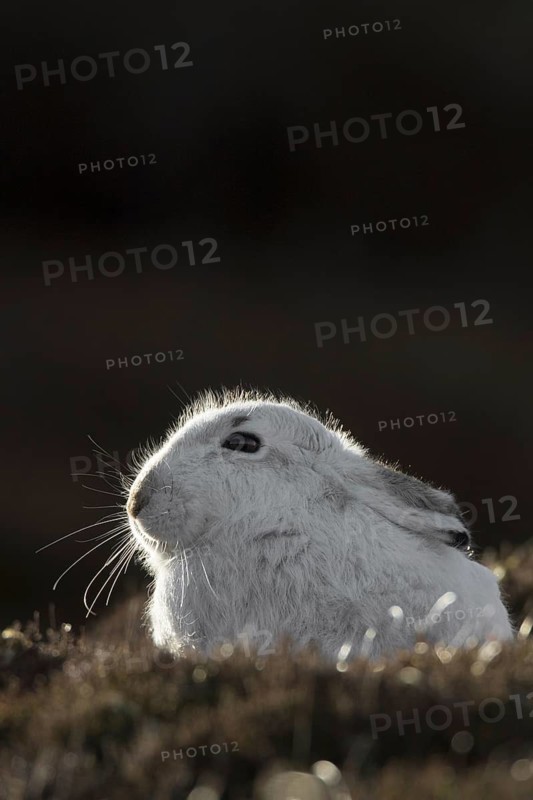 Close up of mountain hare (Lepus timidus), Alpine hare, snow hare in white winter pelage resting in moorland, heathland in spring