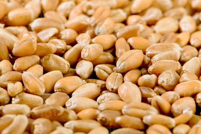 Grain kernels made from wheat. Close-ups made in studio, Austria
