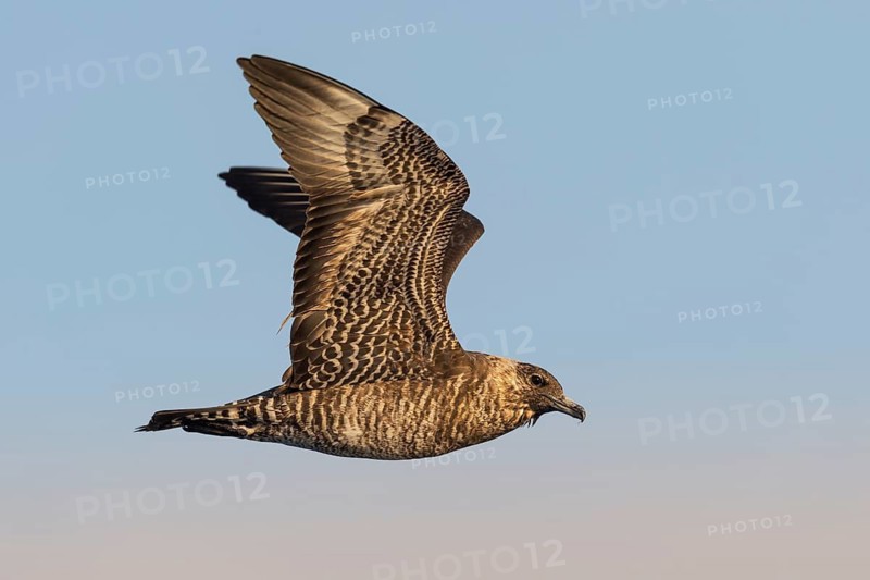 Pomarine Skua (Stercorarius pomarinus) juvenile flying, Eilat, Israel
