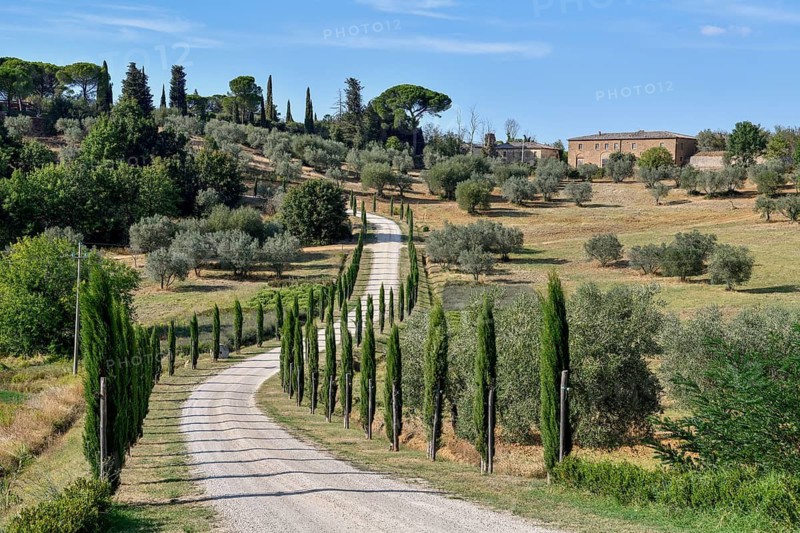Cypress avenue near Palazzo Massaini, near Pienza, Val d'Orcia, Orcia Valley, Tuscany, Italy
