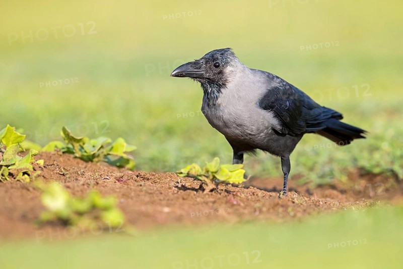 Glossy crow, (Corvus splendens), omnivore, genus of ravens and crows, corvids, Al Qurm Park, Muscat, Oman