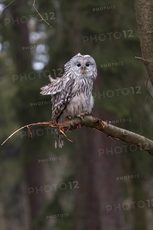 One Ural owl (Strix uralensis) sitting on a branch of a tree in a forest
