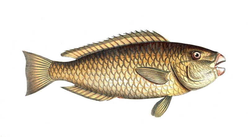 Fish, Fische, Scarus viridis, der grüne Papageifisch, the green Parrot-fish, Historic, digitally restored reproduction from a 19th century original, Record date not stated