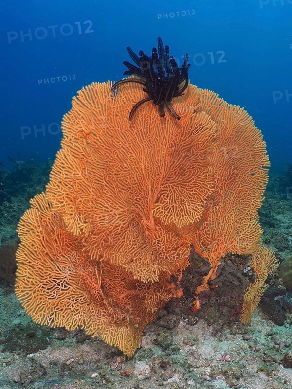 A large, orange giant fan coral (Annella mollis) rises up from the clear ocean waters at the Spice Reef dive site, Penyapangan, Bali, Indonesia