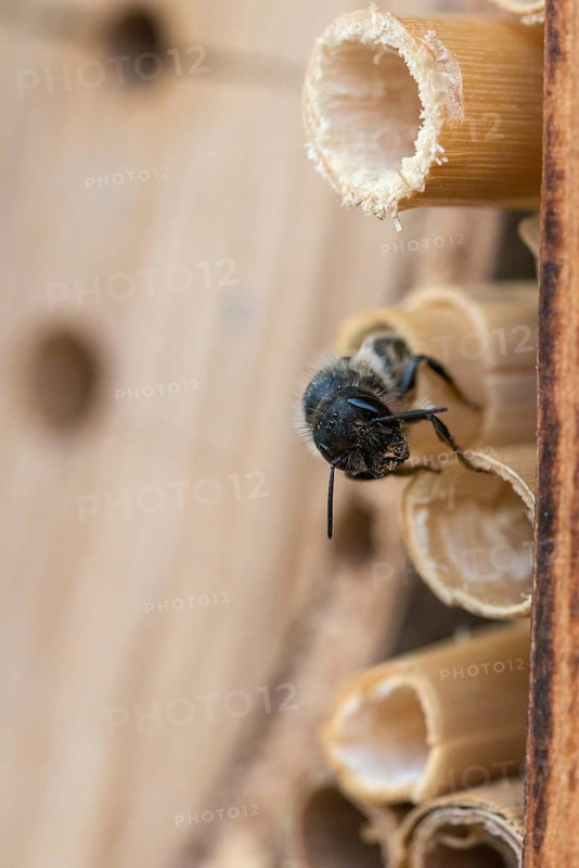 Apidae, bees, hymenoptera, osmia bicornis, osmia rufa, red mason bee, red mason bee, high size, portrait format, insects, insect wood, insect hotel, wild bees