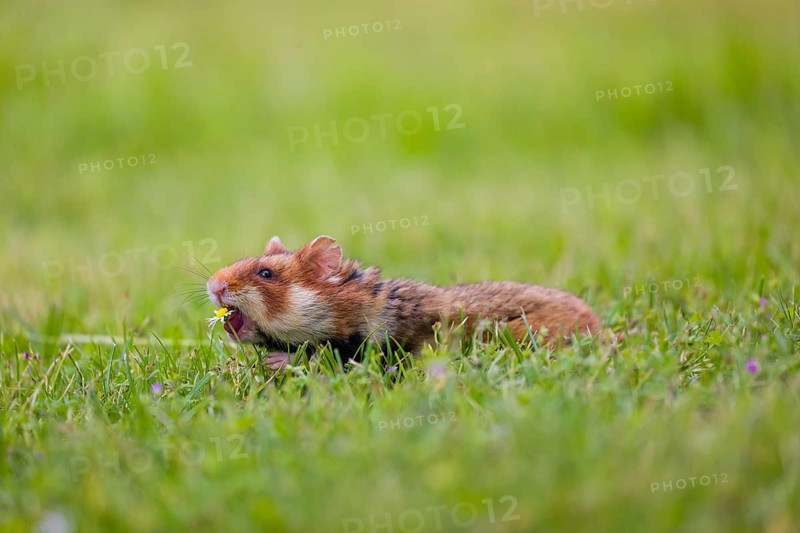 A European hamster (Cricetus cricetus), Eurasian hamster, black-bellied hamster or common hamster, searches for food on fresh green grass