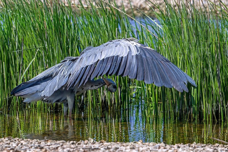 Grey heron (Ardea cinerea) adult in pond preening underside of spread wing in spring