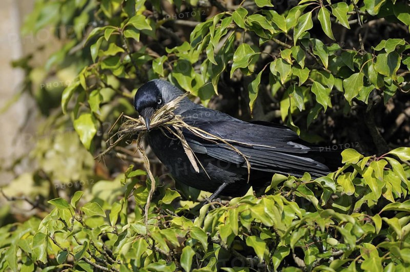 Dohle (Corvus monedula), Jackdaw, Altvogel mit Nistmaterial beim Nestbau, April, Borken, Muensterland, Nordrhein-Westfalen, Deutschland
