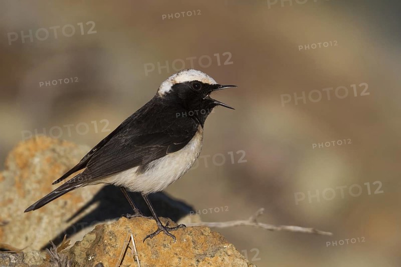 Cyprus Wheatear (Oenanthe cypriaca) male singing, Cyprus