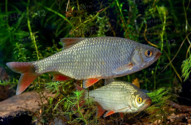 Red lead, rudd, rubella, scardinius erythrophthalmus, fake roach, fish, fishes, pisces