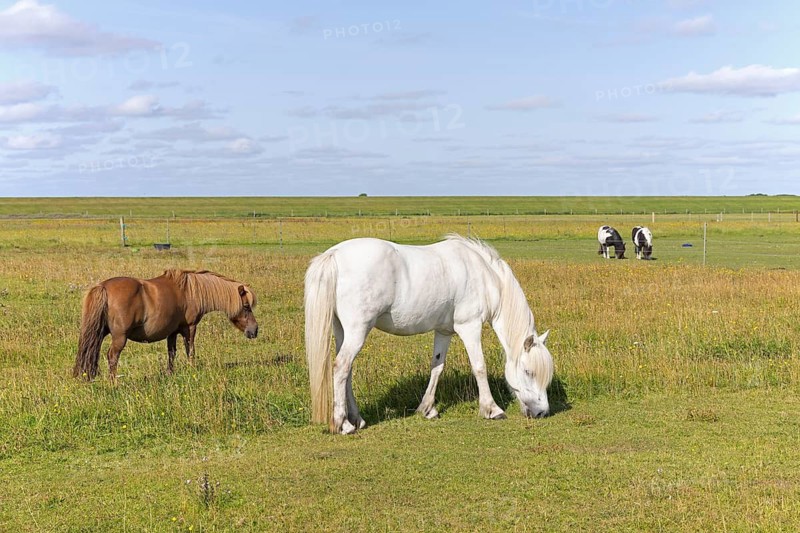 Horses in a pasture, Langeoog, East Frisia, Lower Saxony, Germany
