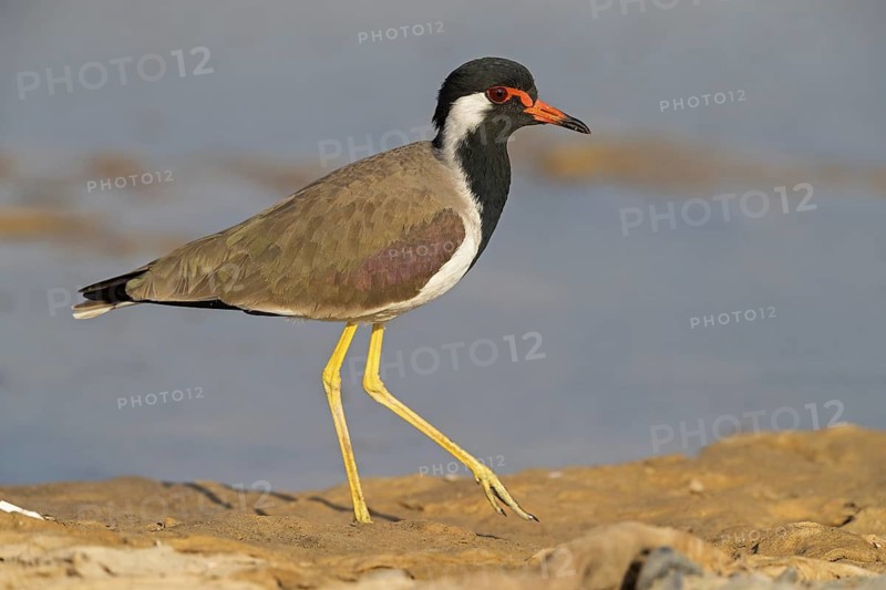 Red lapwing, (Hoplopterus indicus), (Vanellus indicus), animals, birds, waders, plover family, Al Muwalah, Qurayyat, Mu?afaz¸at Masqat, Oman