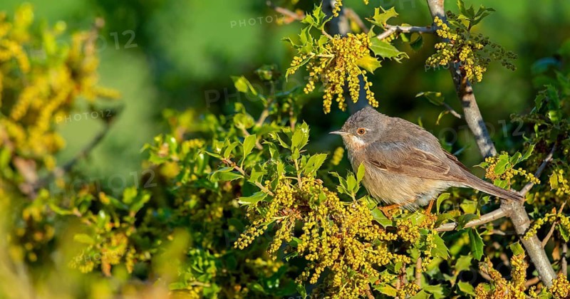 White-bearded warbler, warbler, (Sylvia cantillans), perch, biotope, bearded warbler, songbird, warbler family, perch, Lesvos Island, Greece