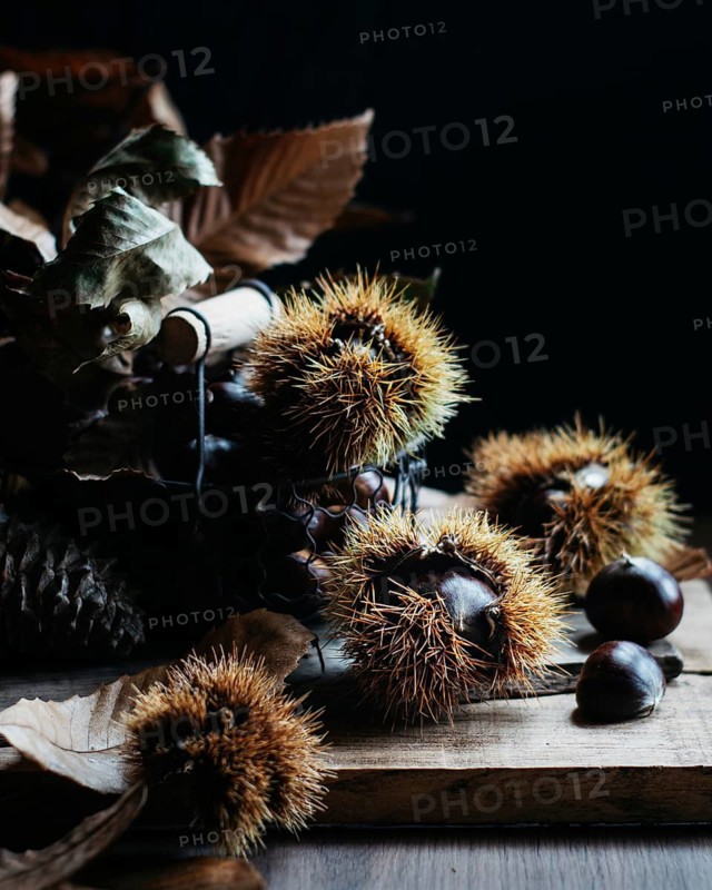 A whimsical display of spiky chestnut burrs and leaves on a wooden surface, capturing the essence of autumn rustic beauty and natural textures in a serene setting