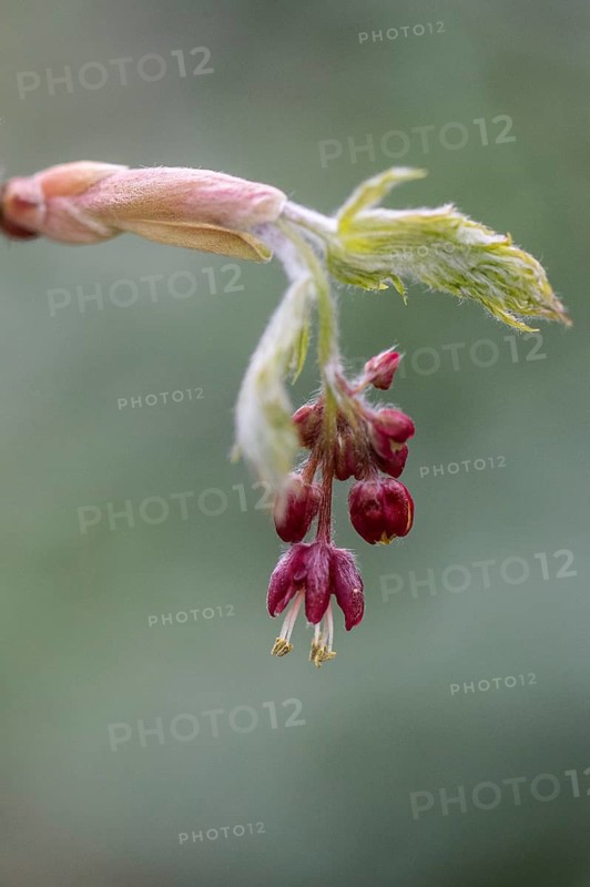 Aconite-leaved maple (Acer japonicum Aconitifolium), budding and flowering, Emsland, Lower Saxony, Germany