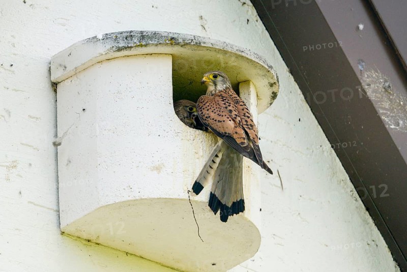 Falco tinnunculus, Common Kestrel, kestrel, adult, adult bird, birds, brood, adult, falcon, falconiformes, falcons, feeding, sexual maturity, birds of prey, hawk, adolescent, young bird, juvenile, nesting aid, nesting box, raptors, birds