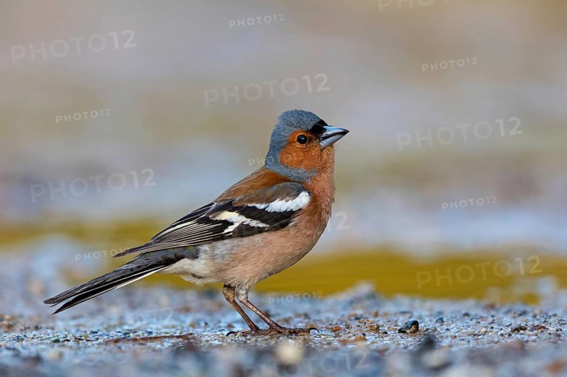 Chaffinch, (Fringilla coelebs), foraging, biotope, Wadi Darbat, Salalah, Greece, Oman