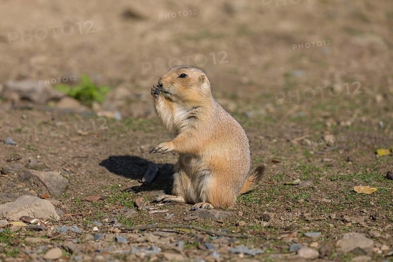 One black-tailed prairie dog sitting on sandy terrain, searching for food on a bright sunny day